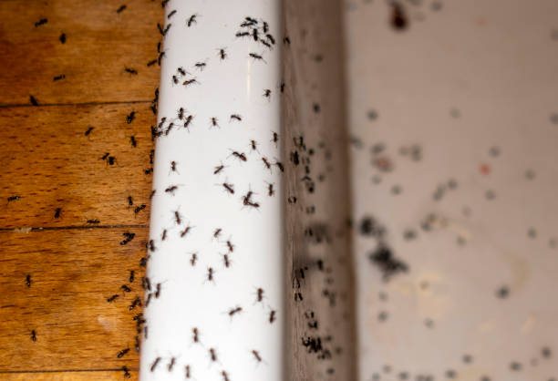 Best Pest Control Treatment  in Boardman, OR