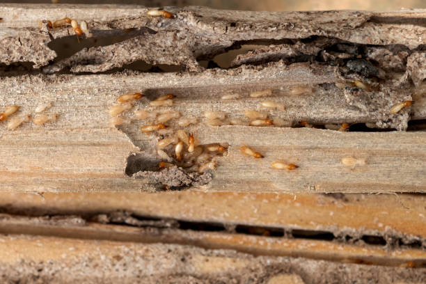 Pest Control Cost in Boardman, OR